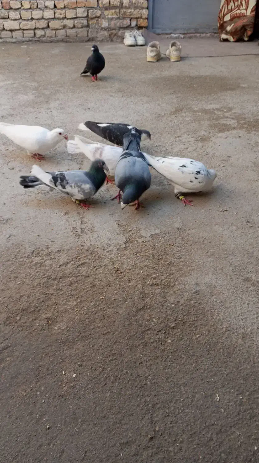 کبوتر ناشی|پرنده|شیروان (خراسان), |دیوار