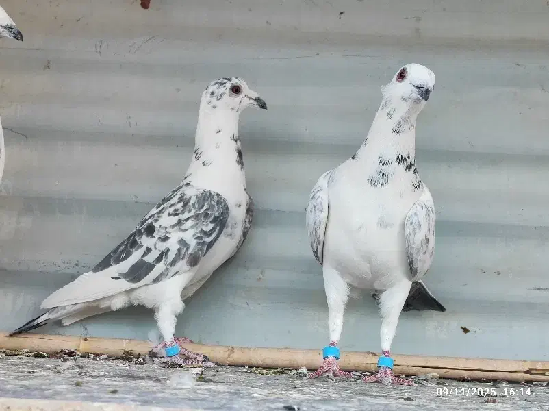 کبوتر ضمانتی|پرنده|سربیشه, |دیوار