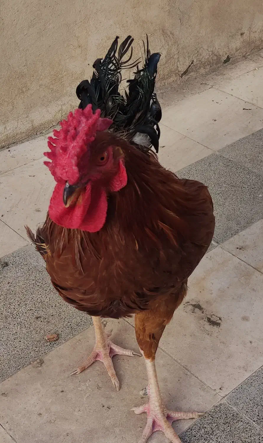 خروس چهل تاج|حیوانات مزرعه|مشهد, سیلو|دیوار