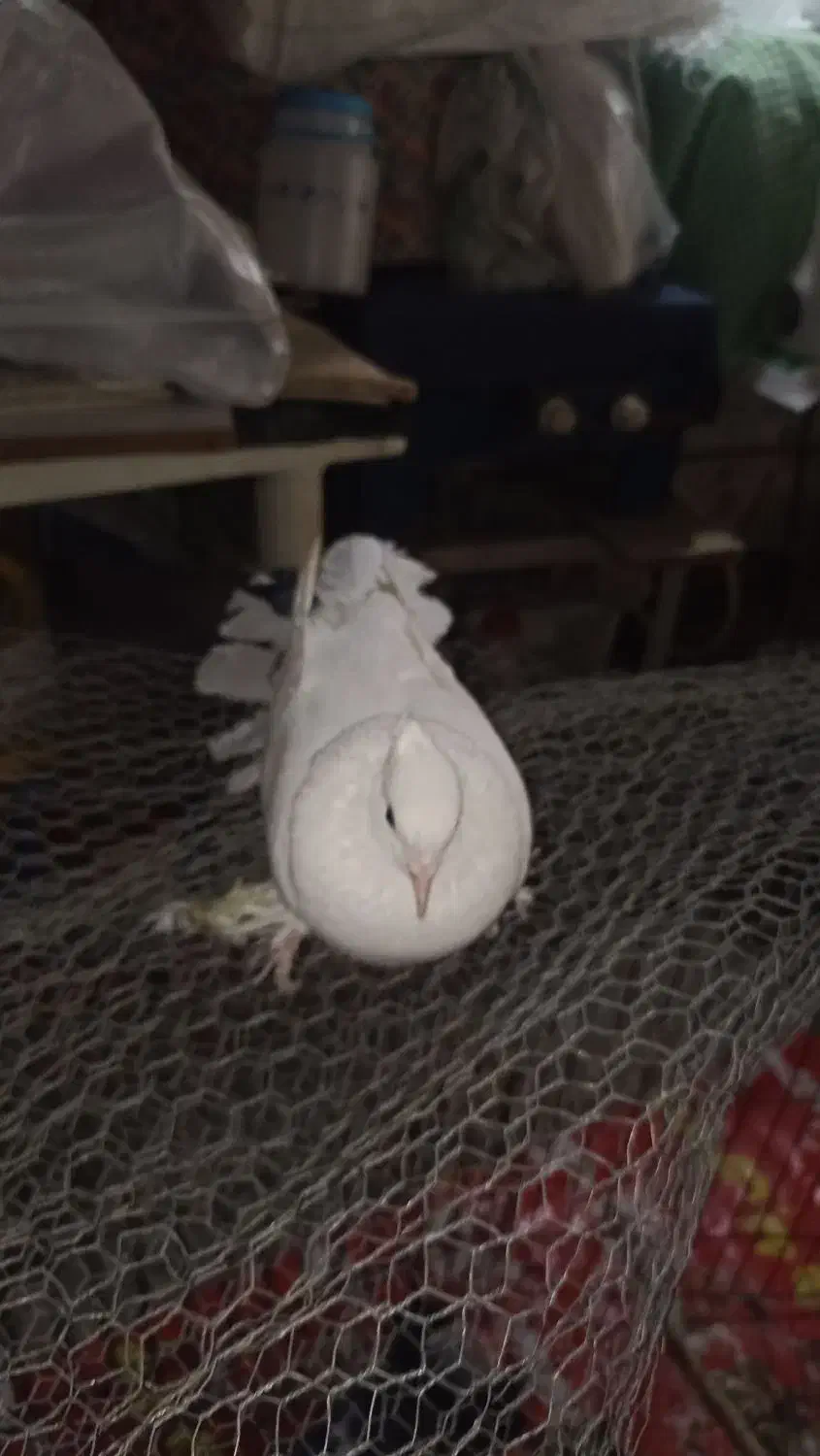 کبوتر ماده و نر هردو پاپر جفت 430 تومن|پرنده|بابلسر, |دیوار