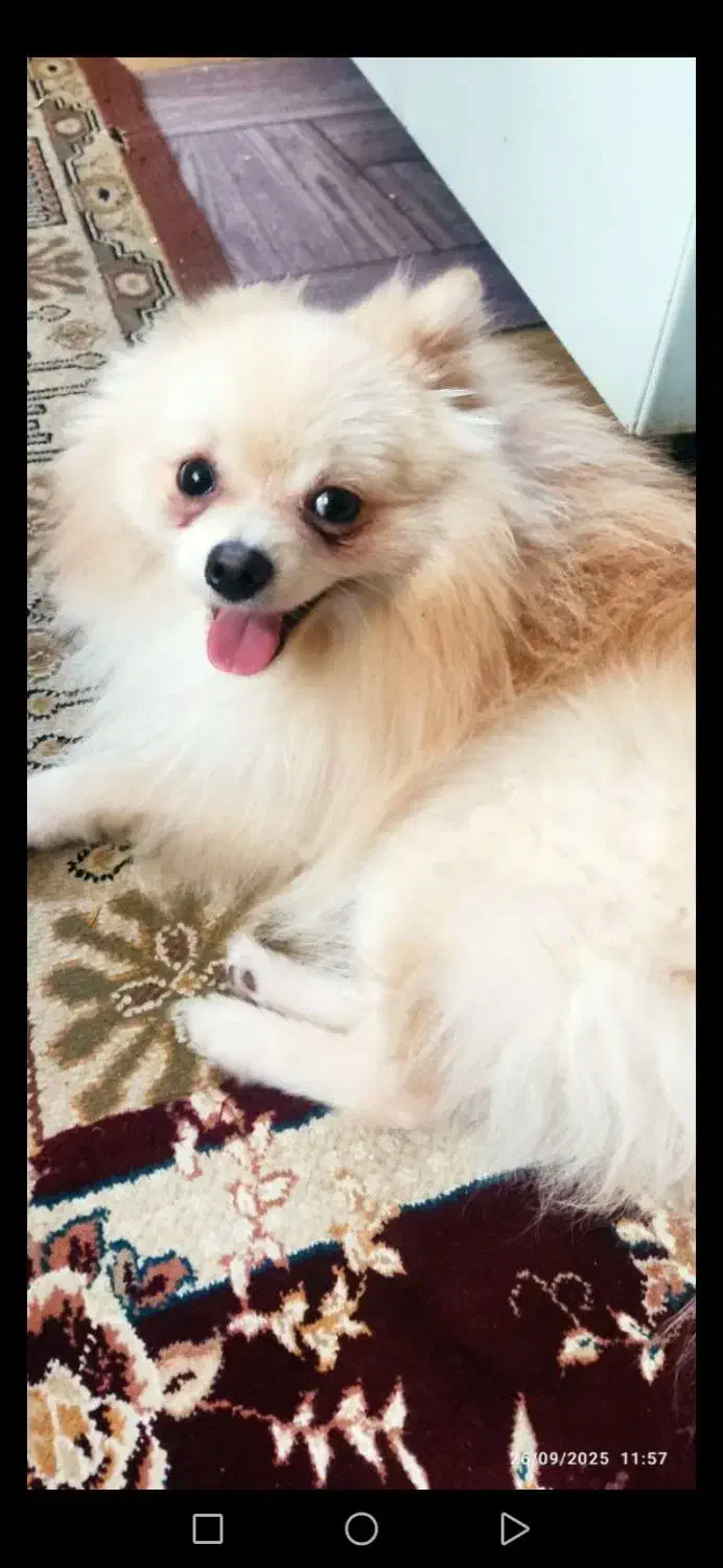 فروش سگ پامرانین روباهی 10 میلیون|سگ|خرمآباد, |دیوار