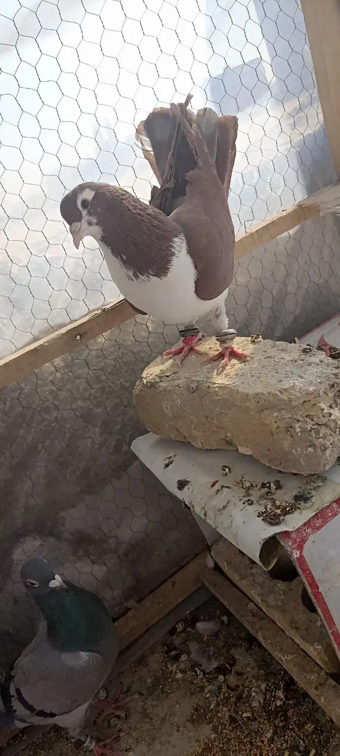 کلاغ دم|پرنده|چناران, |دیوار