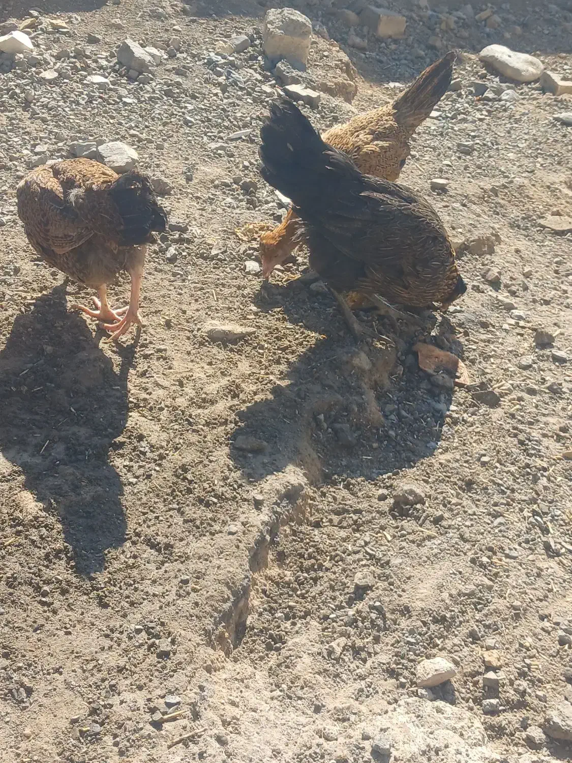 مورکان|حیوانات مزرعه|باغ بهادران, |دیوار