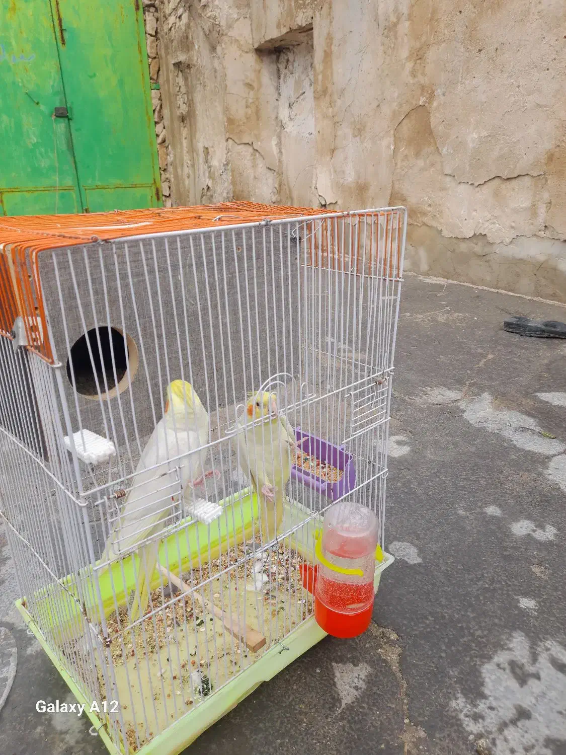 سلام ۳جفت عروس هلندی نرماده کارداده زیر قیمت|پرنده|دهدشت, |دیوار