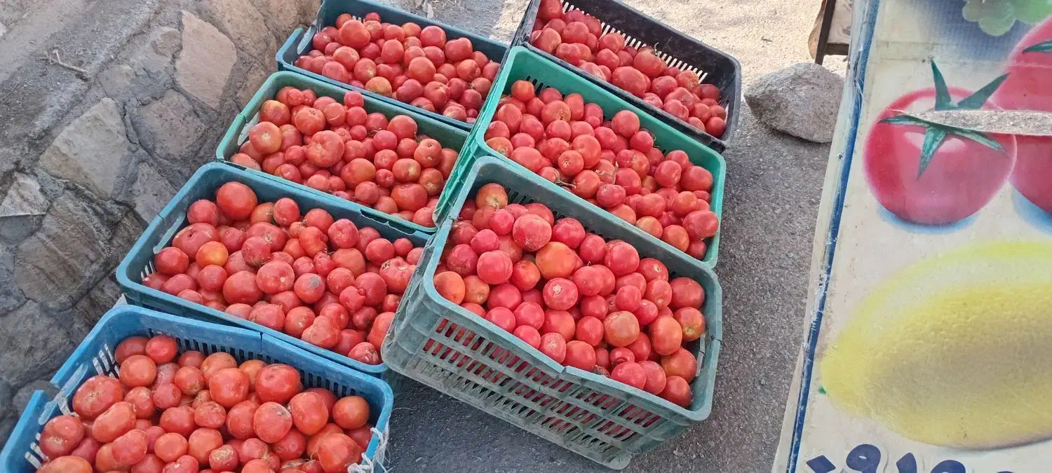 گوجهفرنگی درجه یک با عیار رب بالا|خوردنی و آشامیدنی|جوین, |دیوار