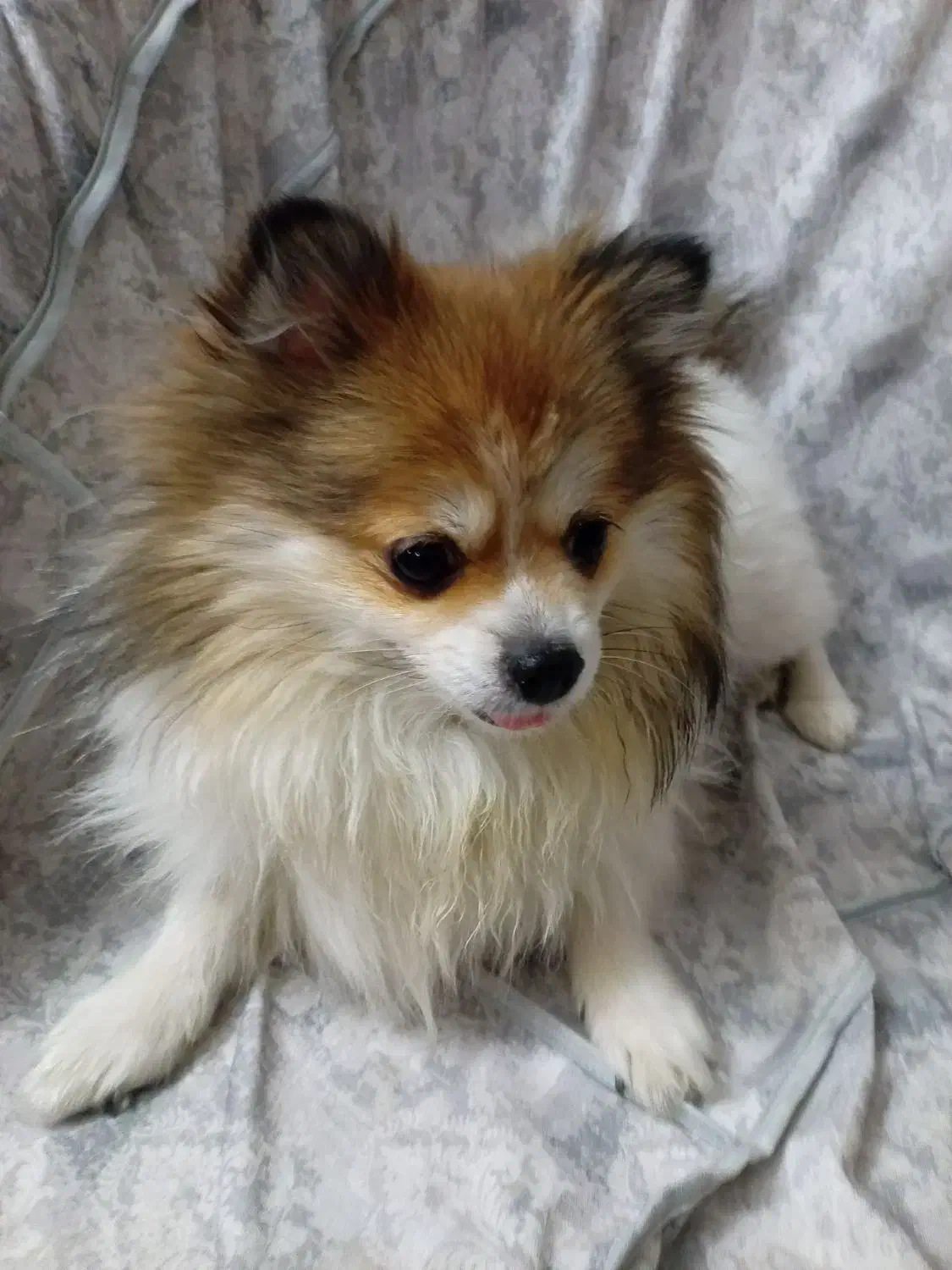 پامر خرسی|سگ|اصفهان, مهدیه|دیوار