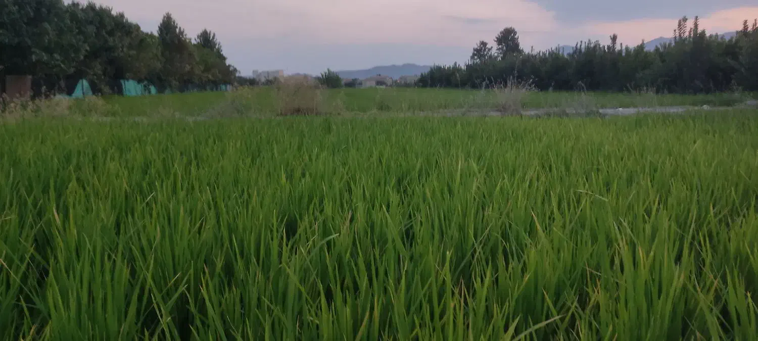 برنج لنجان صحرای نکوآباد|خوردنی و آشامیدنی|مبارکه, |دیوار