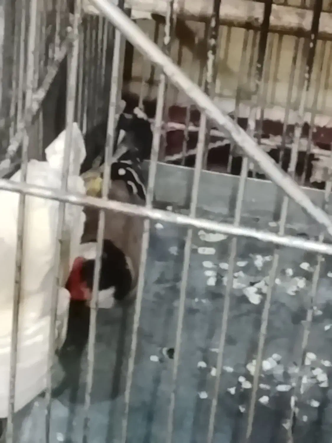 جوجه سهره رام جوجه قفس امسال رسمی|پرنده|ری, سیزده آبان|دیوار