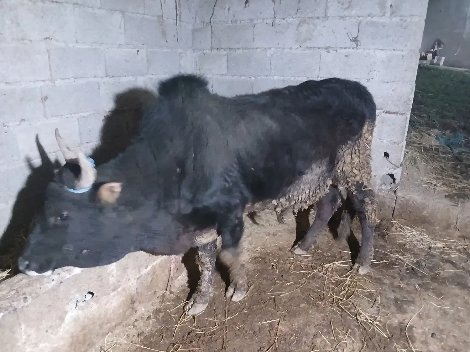 ورزا|حیوانات مزرعه|رشت, حومه رشت|دیوار