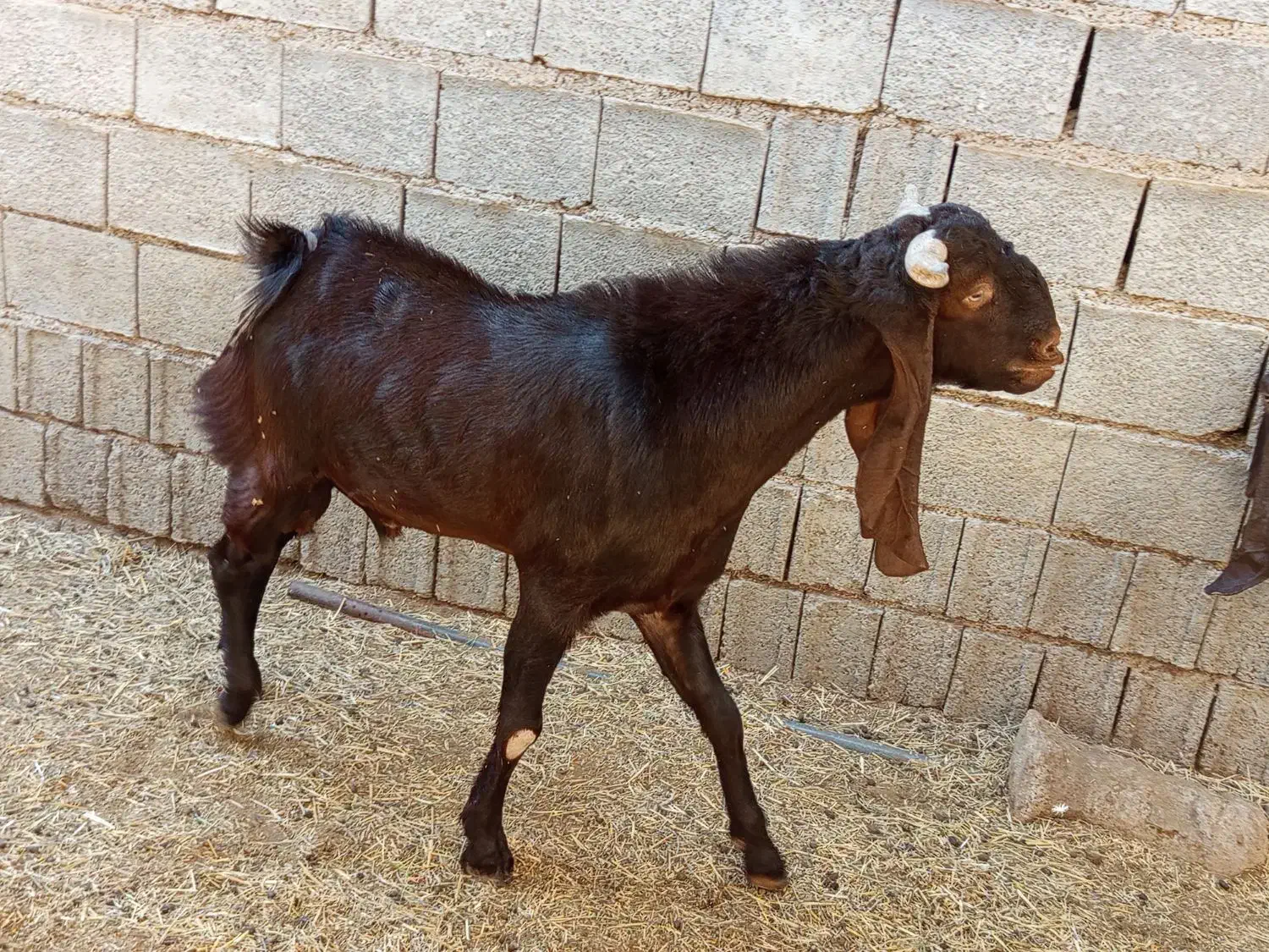 پازن|حیوانات مزرعه|برازجان, |دیوار