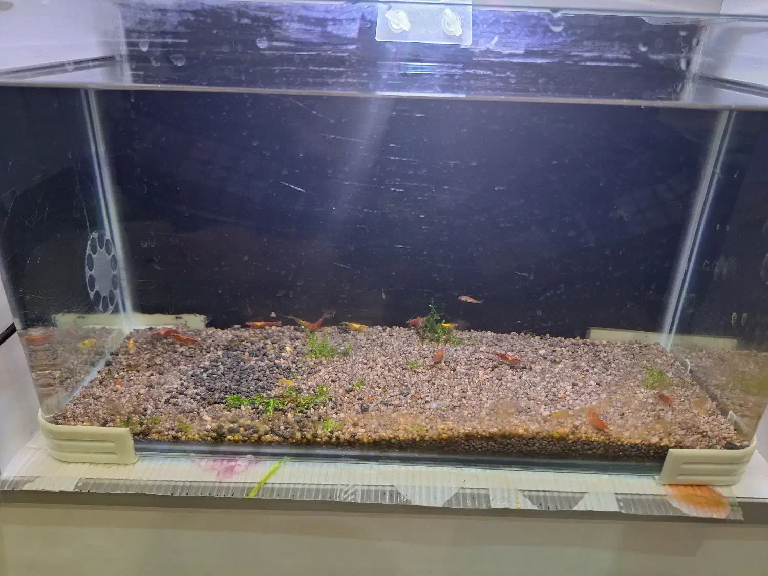 بچه میگو و میگو مولد (شریمپ)|ماهی|تهران, مینای جنوبی|دیوار