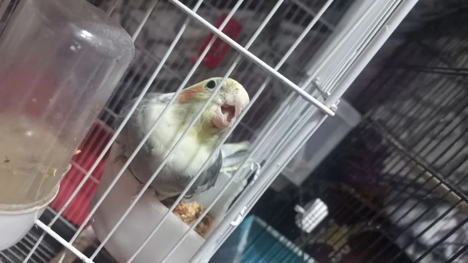 پرنده عروس هلندی|پرنده|آستانه اشرفیه, |دیوار