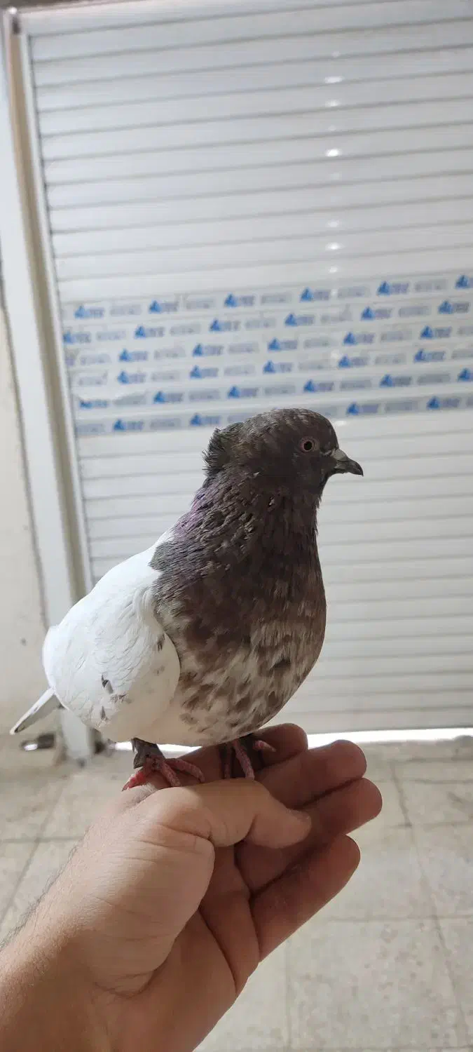 کبوتر ،کفتر|پرنده|وحیدیه, |دیوار