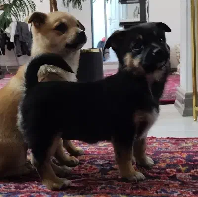 توله سگ پاکوتاه|سگ|زنجان, |دیوار