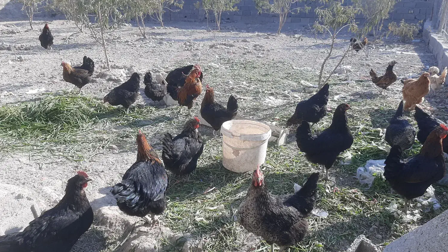 تعدادی مرغ|حیوانات مزرعه|ابریشم, |دیوار