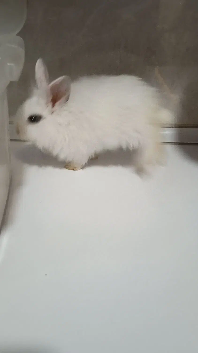 خرگوش کوچولو ناز واگذار میشود|موش و خرگوش|بوکان, |دیوار