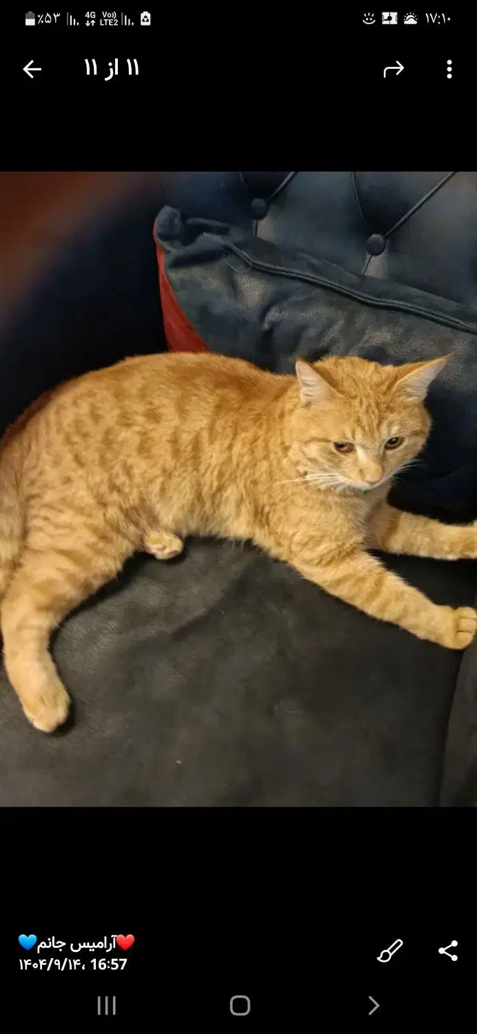 گربه ملوس نژاد DSH|گربه|کرمان, |دیوار