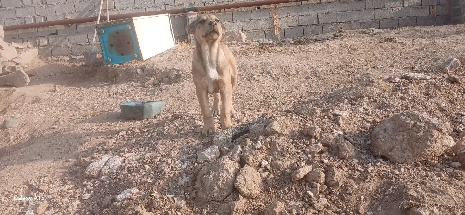 واگذاری توله ۲ماهه|سگ|سراجو, |دیوار