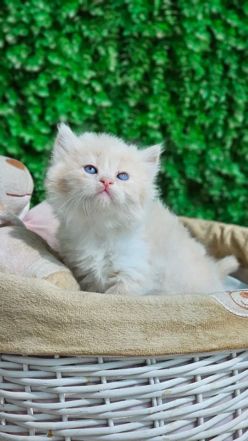 تولهوهای مینی گربه|گربه|قشم, |دیوار