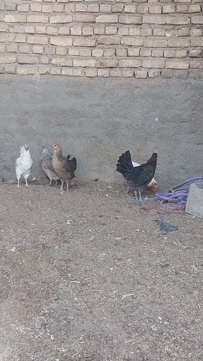 مرغ بومی|حیوانات مزرعه|اصفهان, زاجان|دیوار