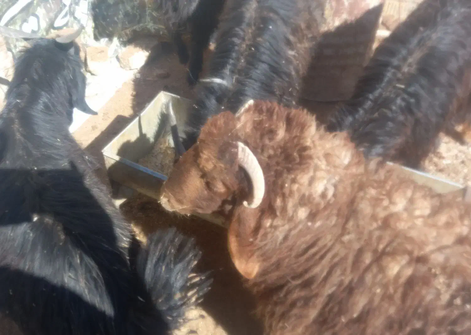 کهره وبره نر‌چاق|حیوانات مزرعه|مرودشت, تامین اجتماعی‎|دیوار