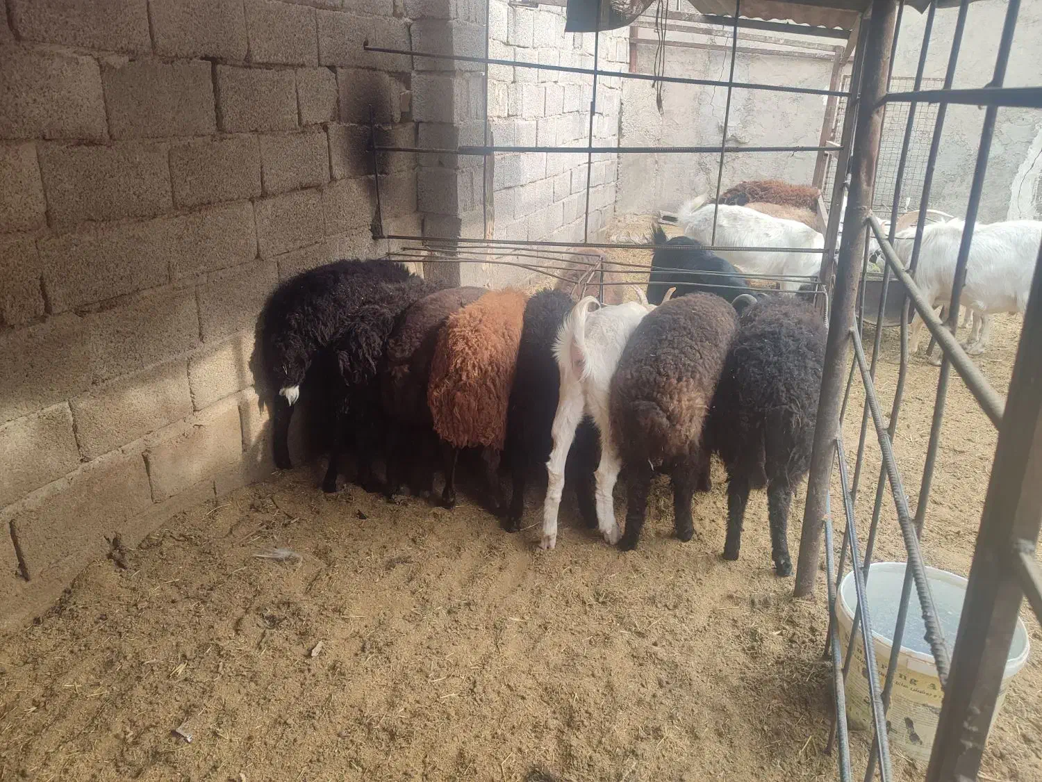 بره چاق|حیوانات مزرعه|محمدشهر, یزدیها|دیوار