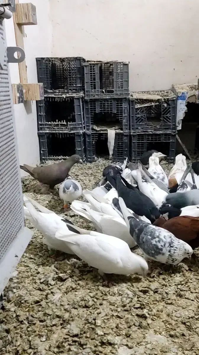 کبوتر پرشی|پرنده|بوئین زهرا, |دیوار