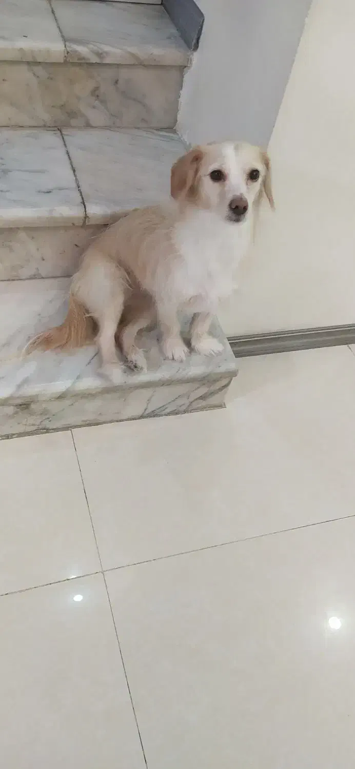 سگ اشپیتز|سگ|مشهد, امیر|دیوار