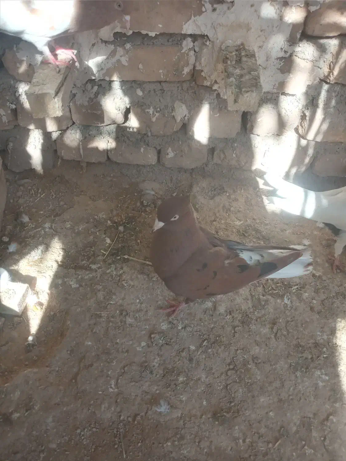 کبوتردمسفید ماده|پرنده|اسفراین, |دیوار