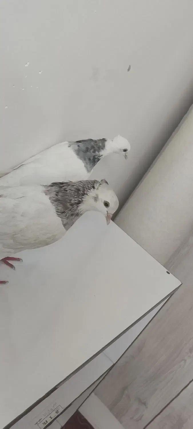 طوقی الماسی هفت‌رنگ ماده|پرنده|شوش, |دیوار