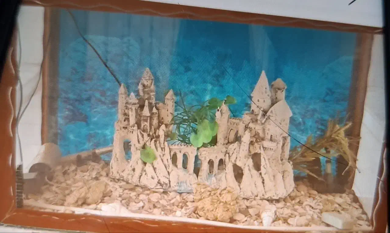 اکواریوم|ماهی|شهرضا, |دیوار