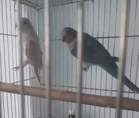 راهب آبی و ابرو بادی|پرنده|اردکان, |دیوار