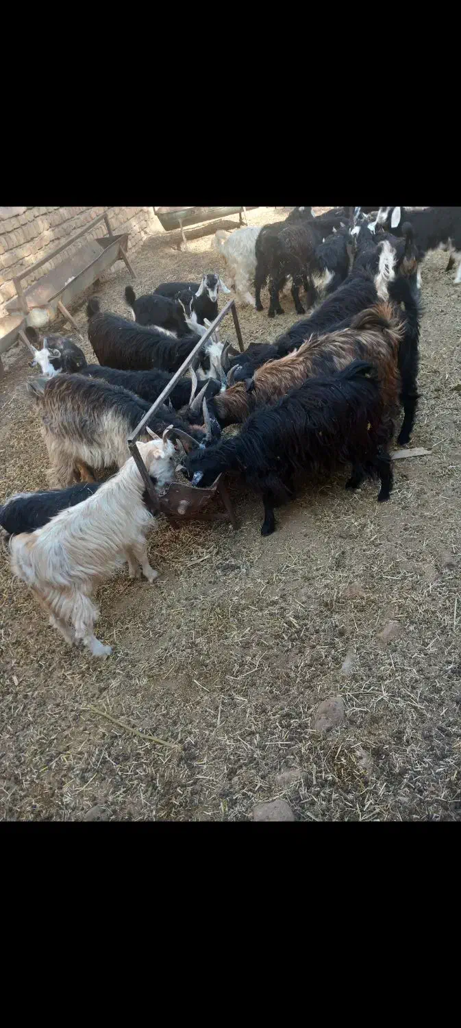 بزغاله|حیوانات مزرعه|پاکدشت, پاکدشت (مامازند)|دیوار