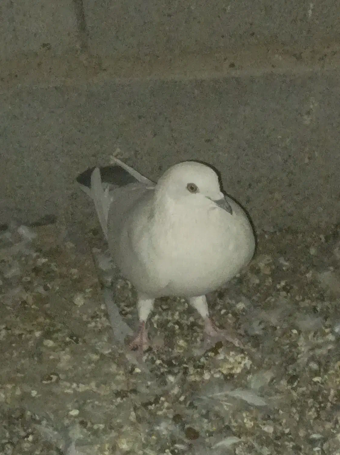 قیمت هم 1500|پرنده|رودان, |دیوار