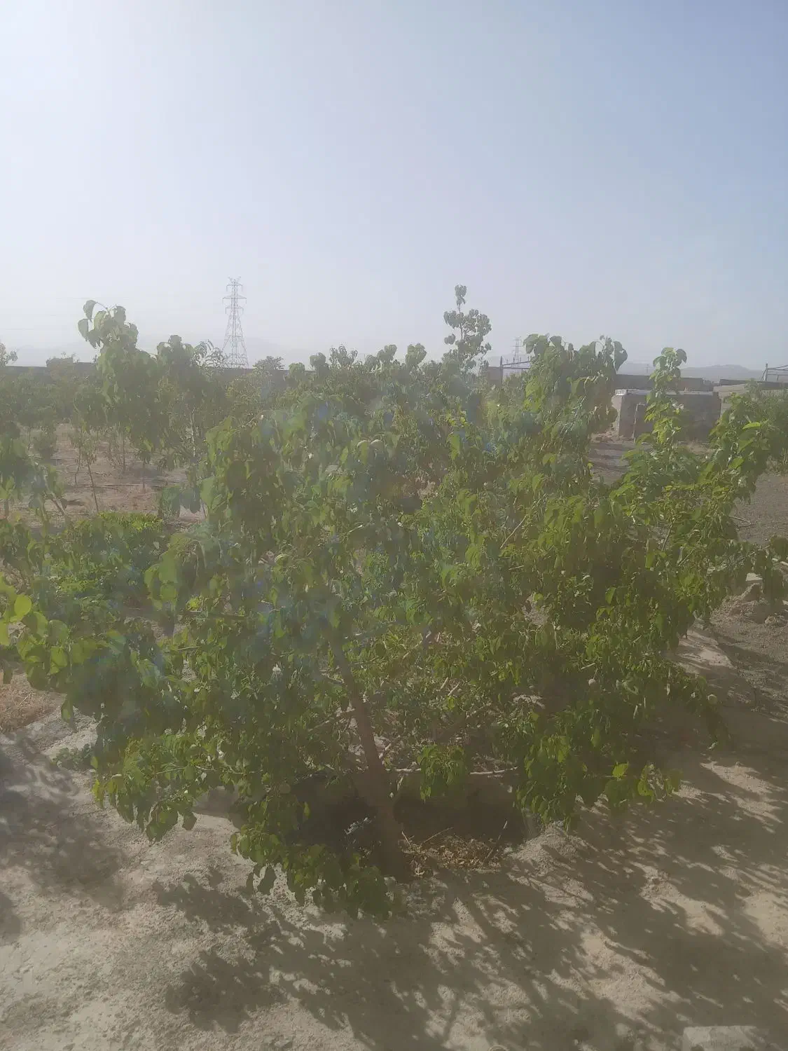 ۱۳۰۰متر خونه باغ|فروش خانه و ویلا|سبزوار, قصبه غربی|دیوار