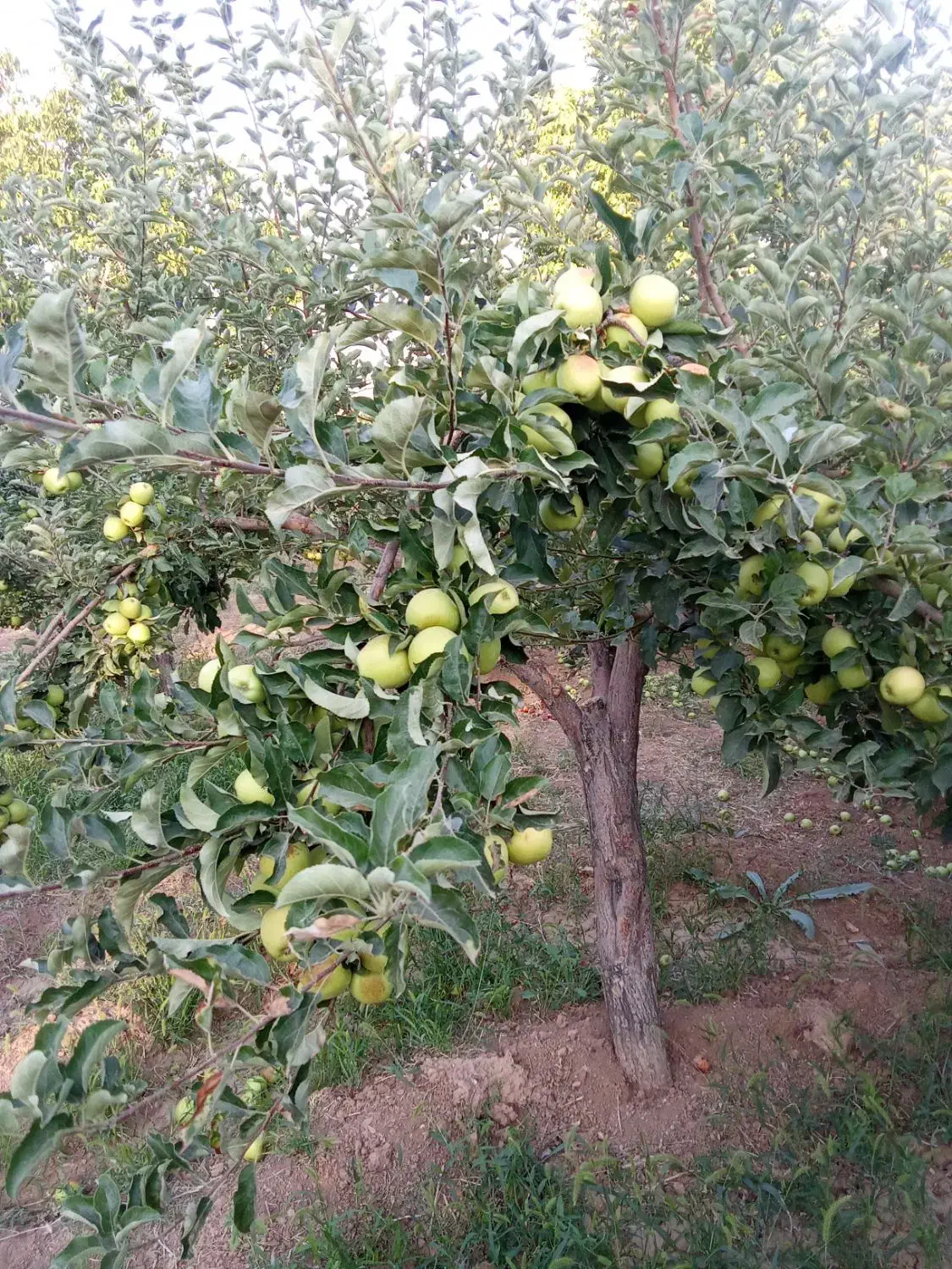 فروش یا معاوضه باغ میوه|فروش دفتر صنعتی، کشاورزی، تجاری|شازند, |دیوار