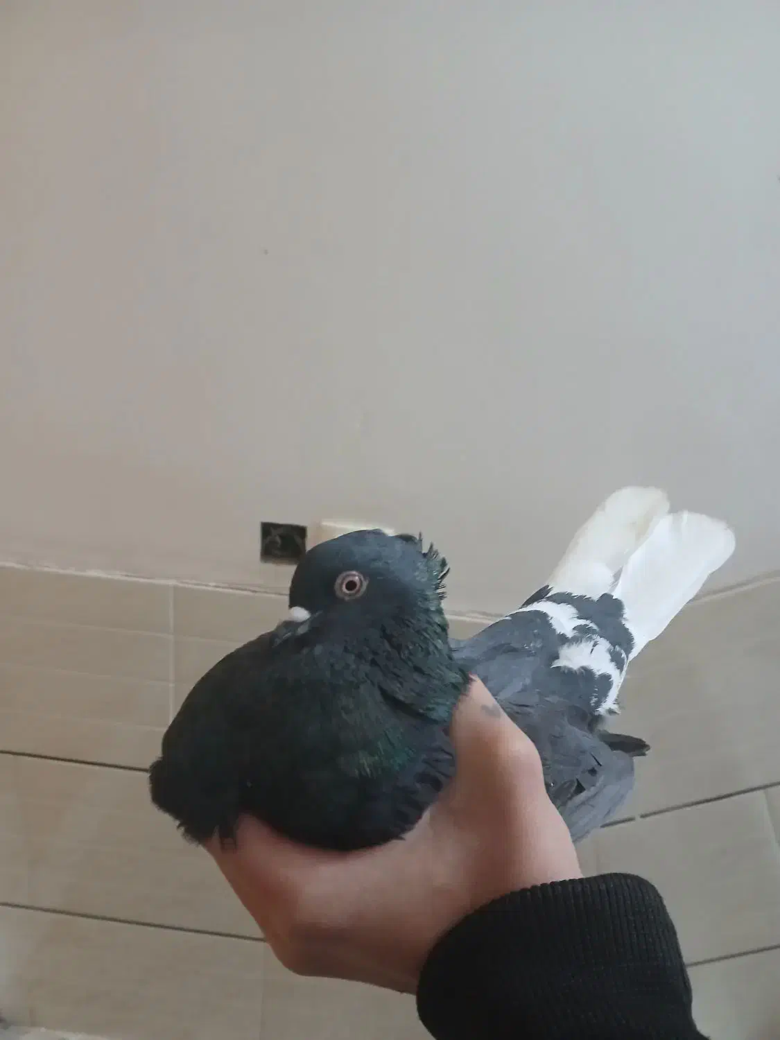 سیاه دم  سفید|پرنده|مبارکه, |دیوار