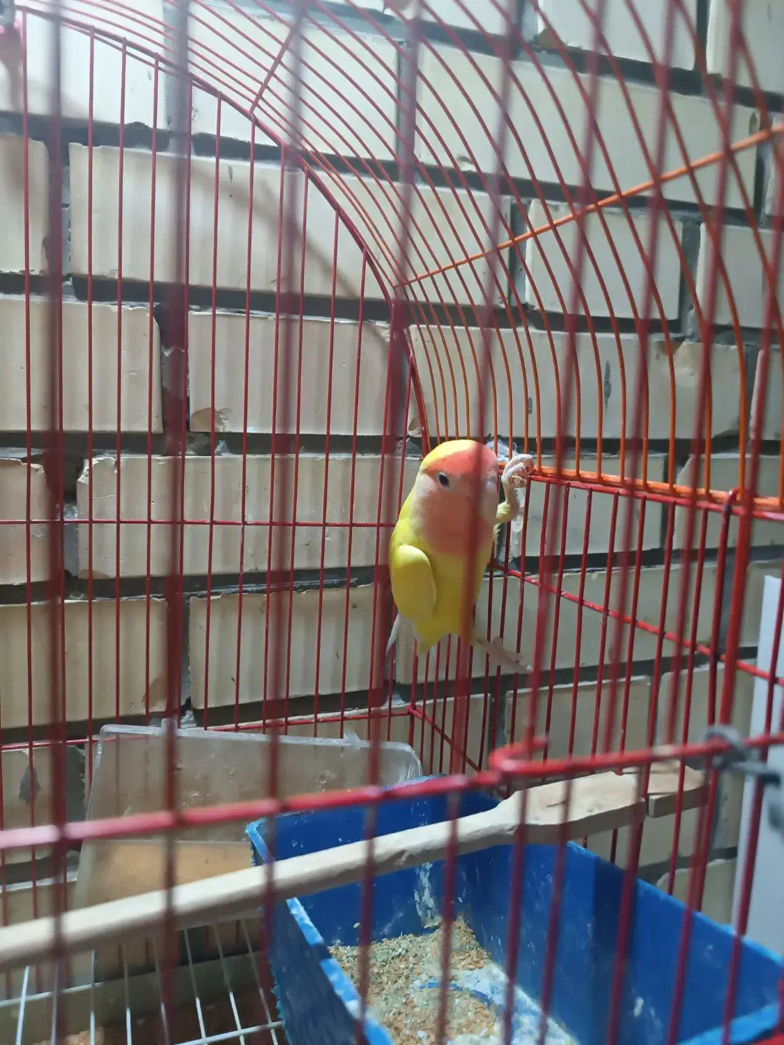 کوتوله برزیلی|پرنده|شاهین‌شهر, شهرک پردیس|دیوار