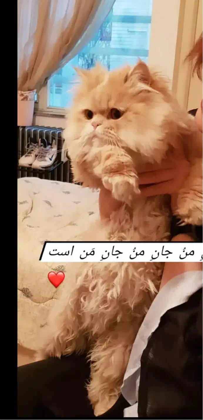 گربم گمشده|حیوانات|تبریز, |دیوار