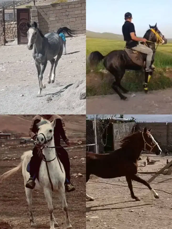 اسب|اسب و تجهیزات اسب‌سواری|کرمانشاه, |دیوار