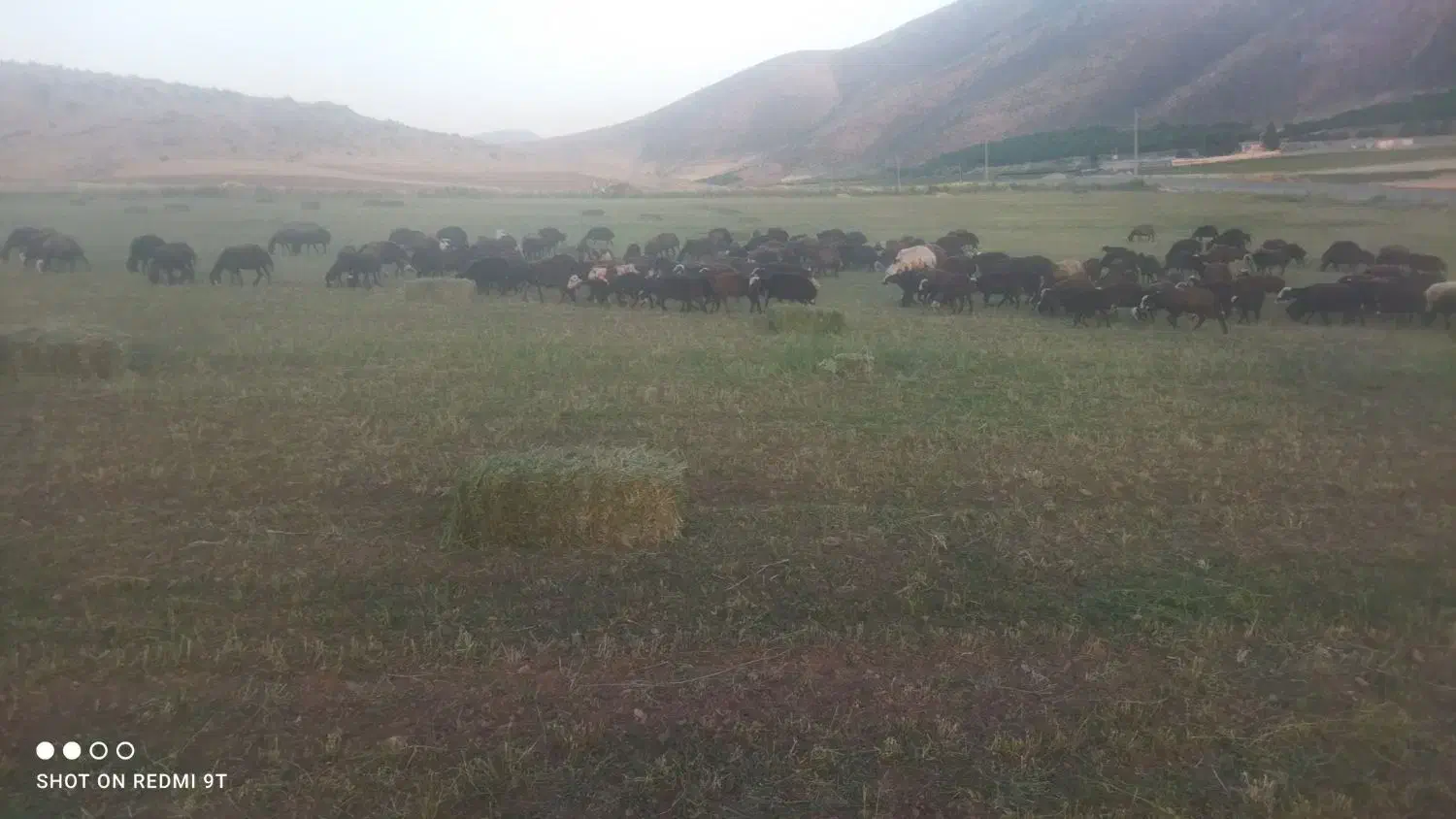 کارگر  دامداری|استخدام سرایداری و نظافت|شیروان (لرستان), |دیوار