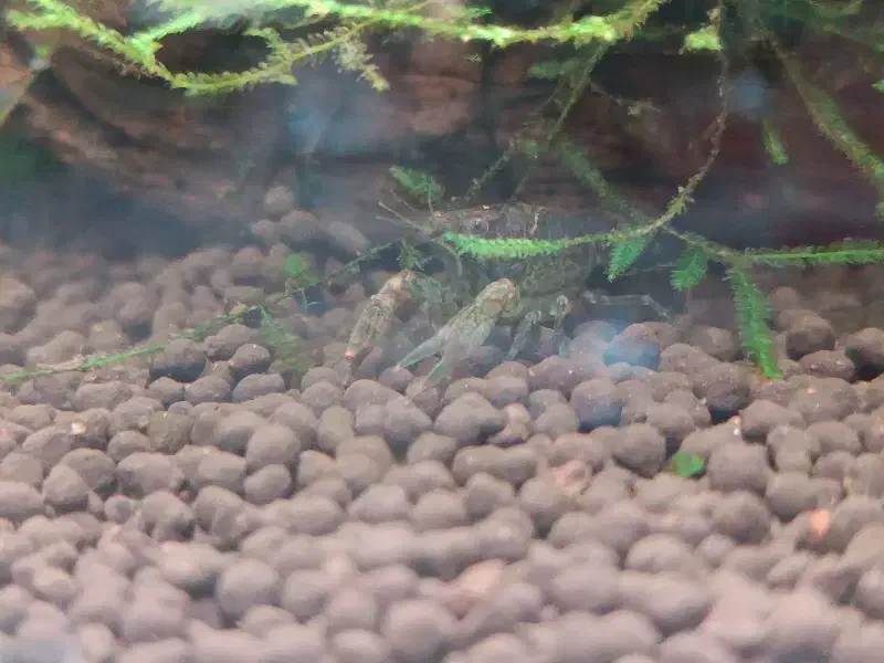 کامبارلوس آبی|ماهی|تهران, قیام|دیوار