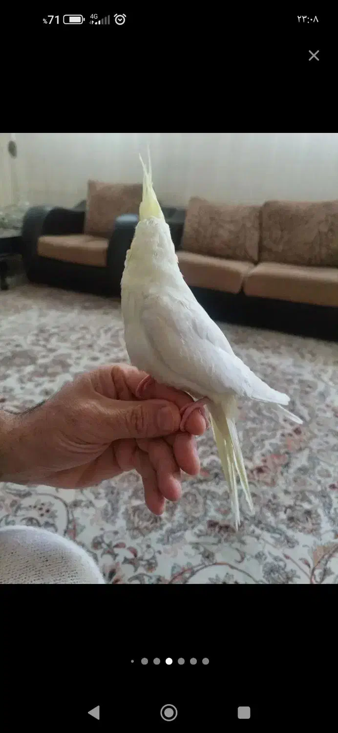 جوجه عروس 2ماهه|پرنده|جلفا, |دیوار