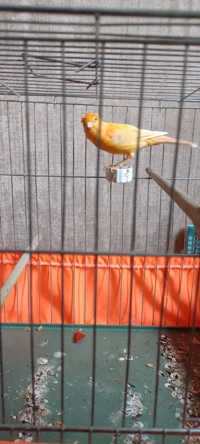 قناری|پرنده|تهران, هفت چنار|دیوار