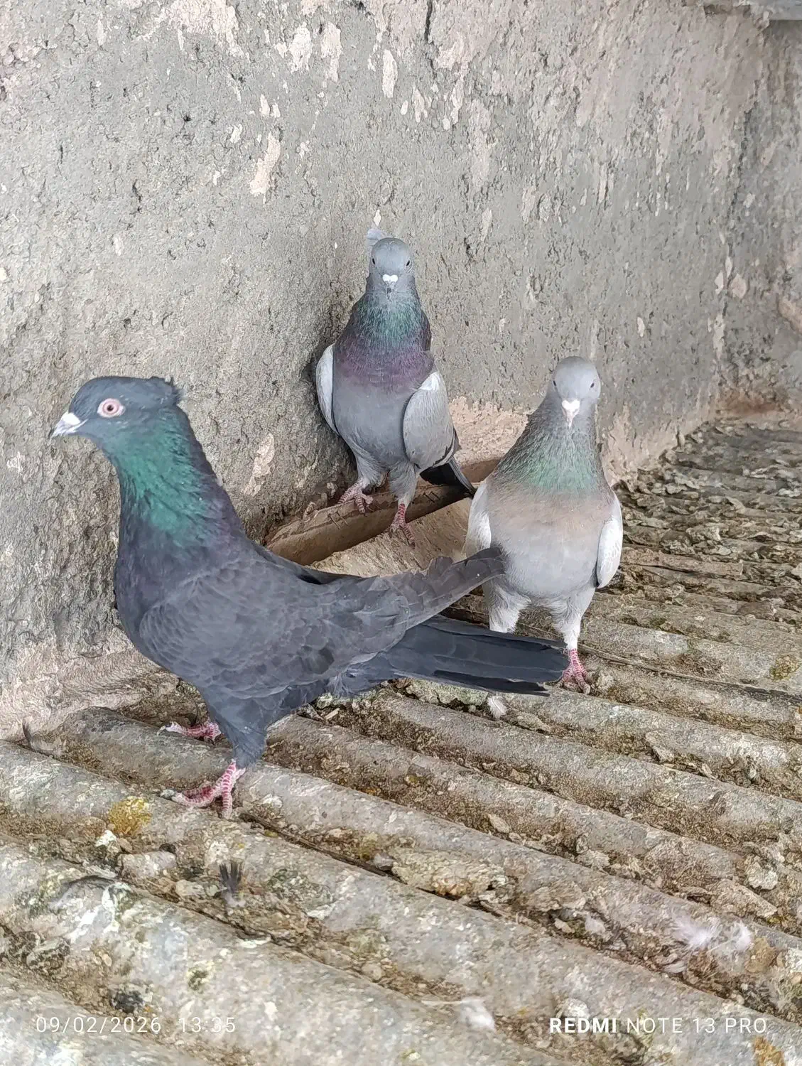 کبوتر اصفهانی|پرنده|خمینی‌شهر, |دیوار