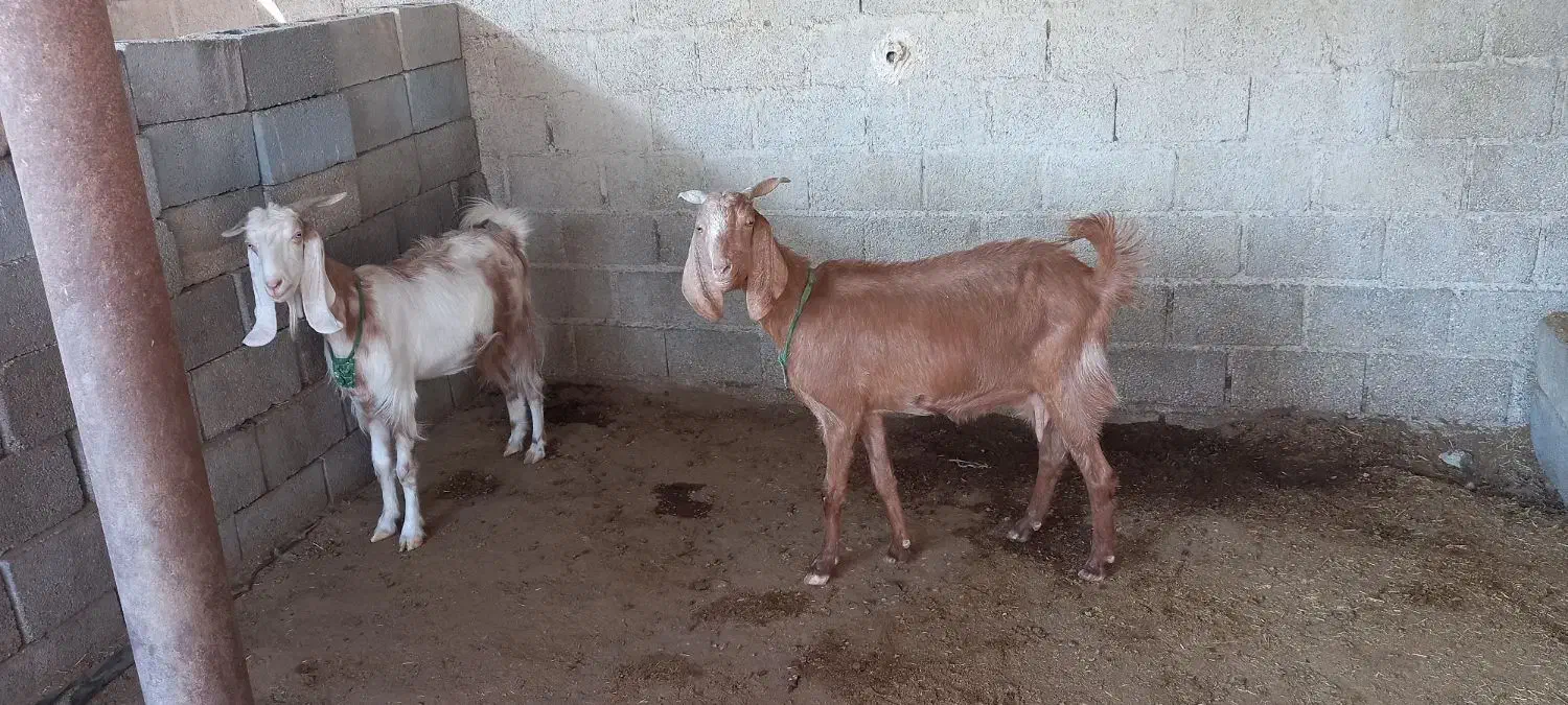 فروش بز دورگ آبستن|حیوانات مزرعه|گله دار, |دیوار