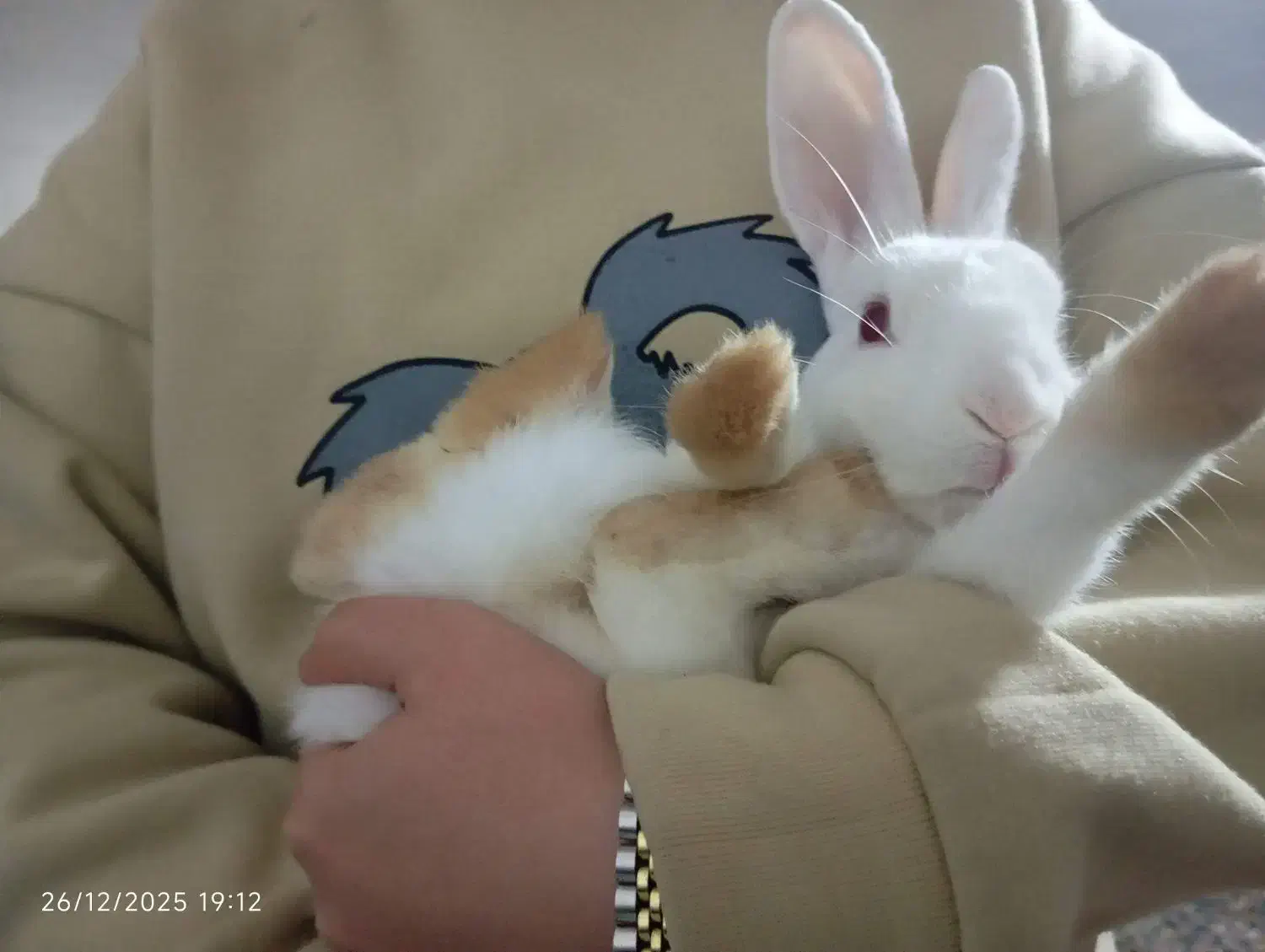 خرگوش|موش و خرگوش|لاهیجان, طالقانی|دیوار