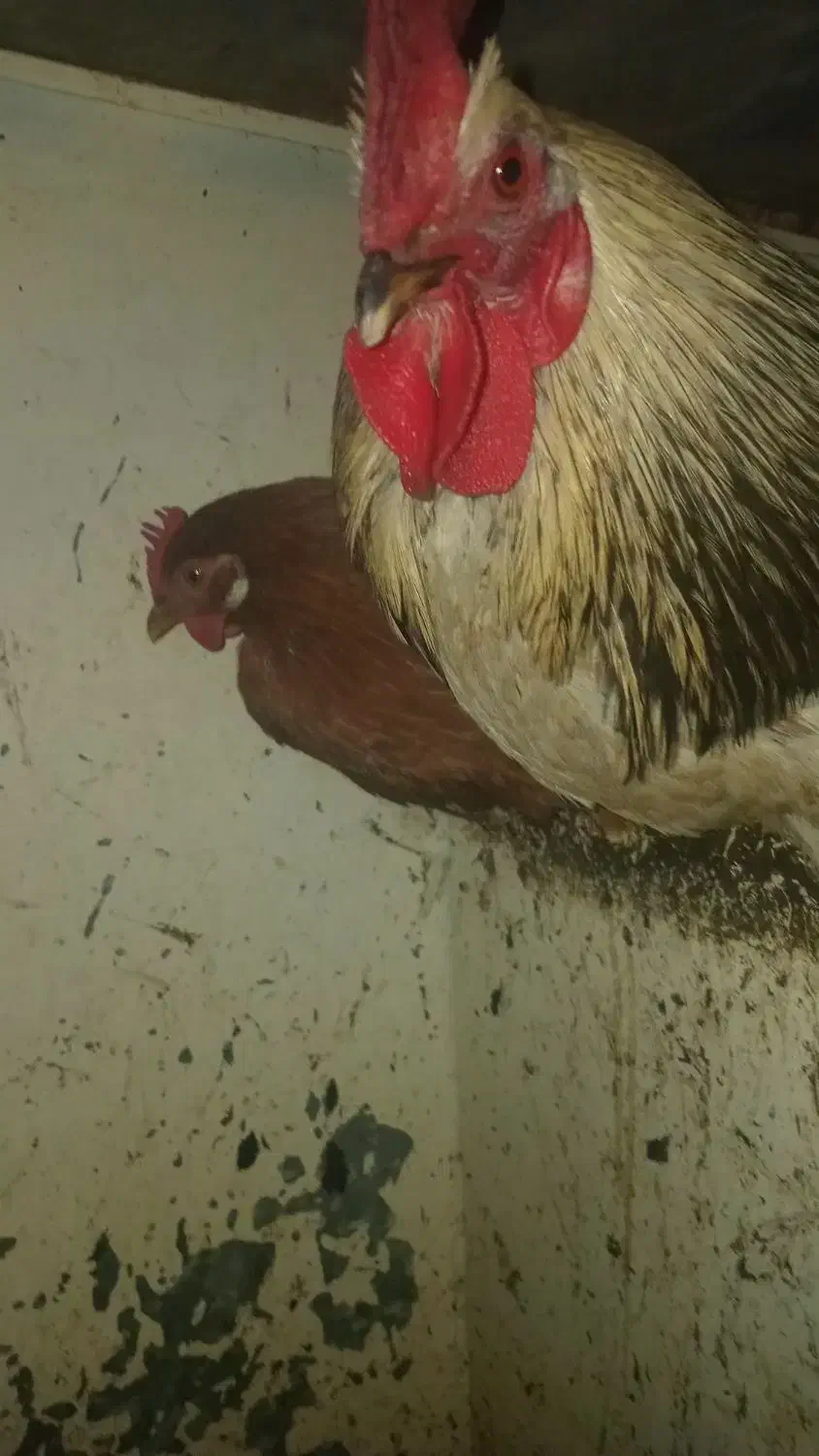 فروش یک عدد مرغ تخم گذاری و خروس محلی ناب|حیوانات مزرعه|کنگاور, |دیوار