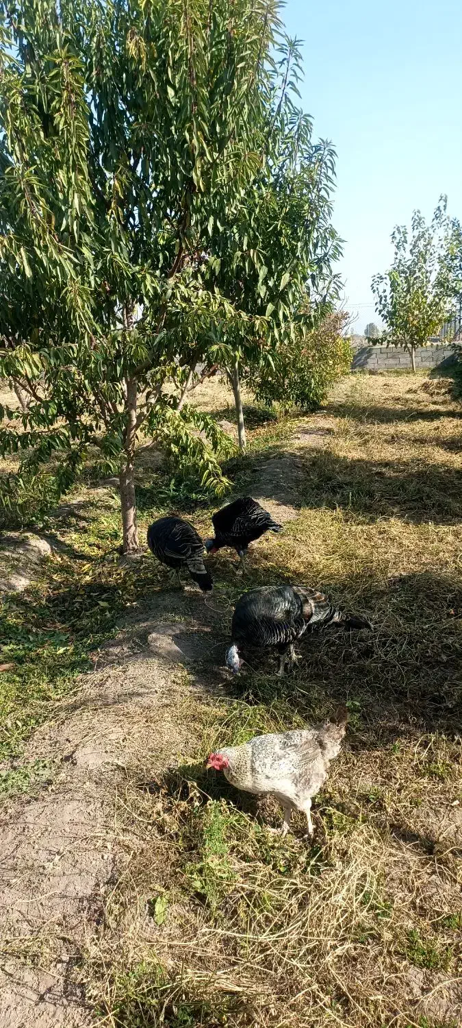 سه عدد بوقلمون یک ساله|حیوانات مزرعه|خوی, |دیوار