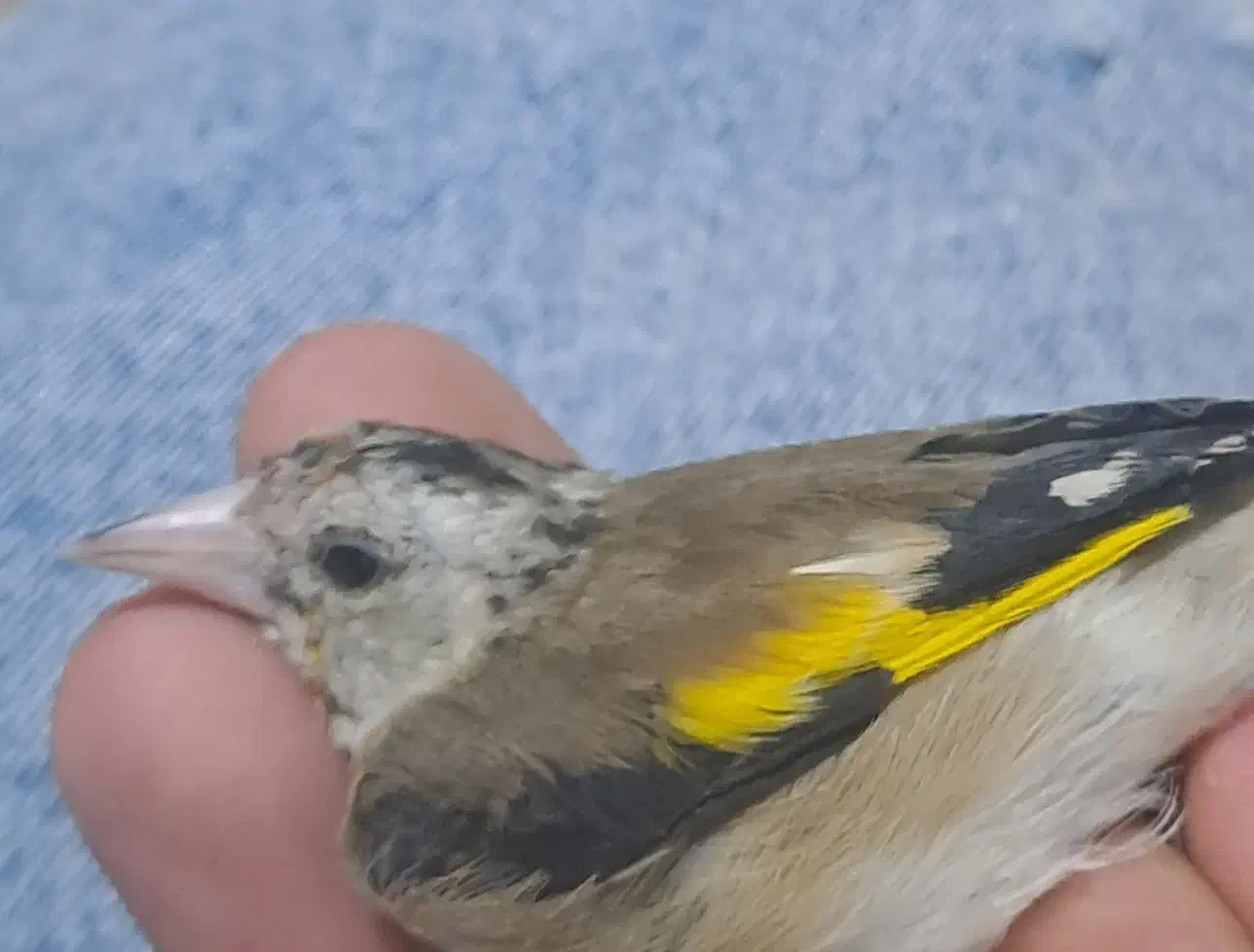 سهره جوجه نر|پرنده|اردبیل, |دیوار